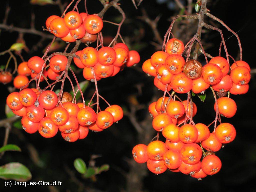 2005-10-24 18-15-16 Octobre 112,7mm 1_60_eme F4,9.JPG